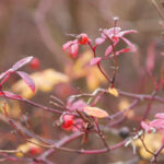 《爱情公寓》主演齐聚直播,重温经典爆笑名场面 ic43t80